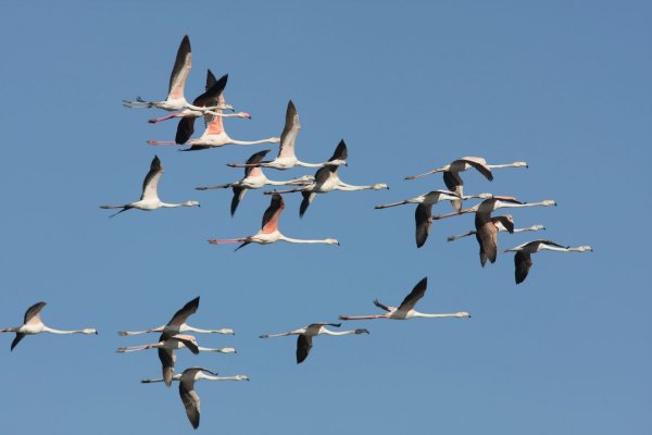 flamingos1.jpg