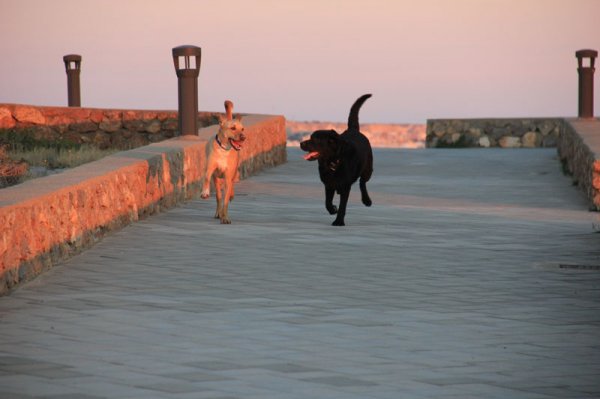 20150126 6 Bruno o Ozzie.jpg