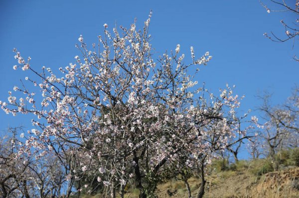 20150205 15 Mandelblom.jpg