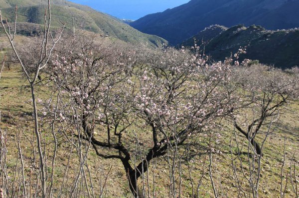 20150205 Mandelträd berg hav.jpg