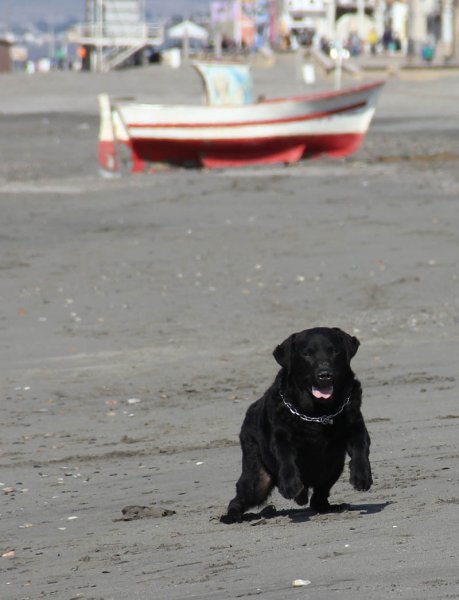 20150207 3 Ozzie.jpg