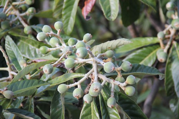 20150208 1 Fikon.jpg