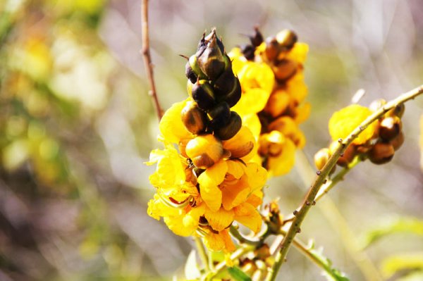 20150208 7 Vackert.jpg