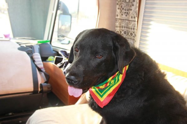 20150213 1 Ozzie.jpg