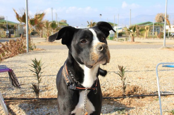 20150213 4 Dizel.jpg