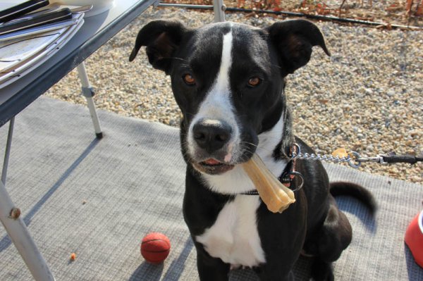 20150213 6 Dizel.jpg