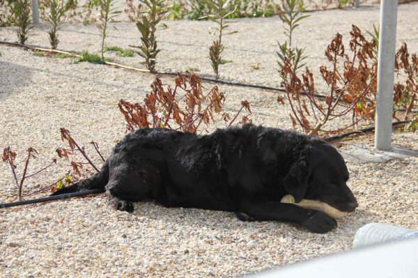 201502120 2 Ozzie.jpg