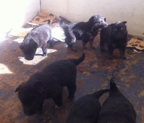 20150225 Hundvalpar.jpg