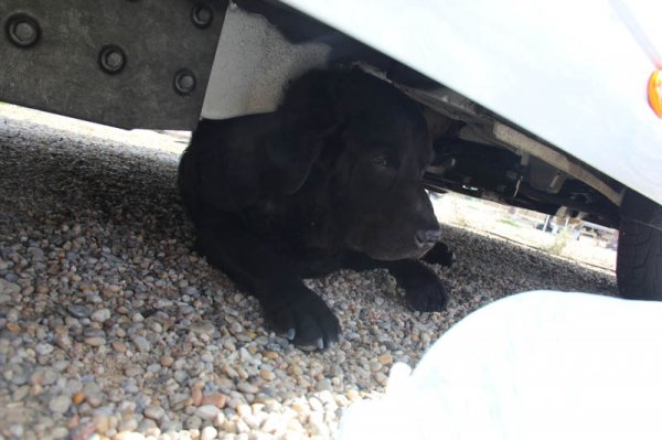 20150301 Ozzie söker skugga.jpg