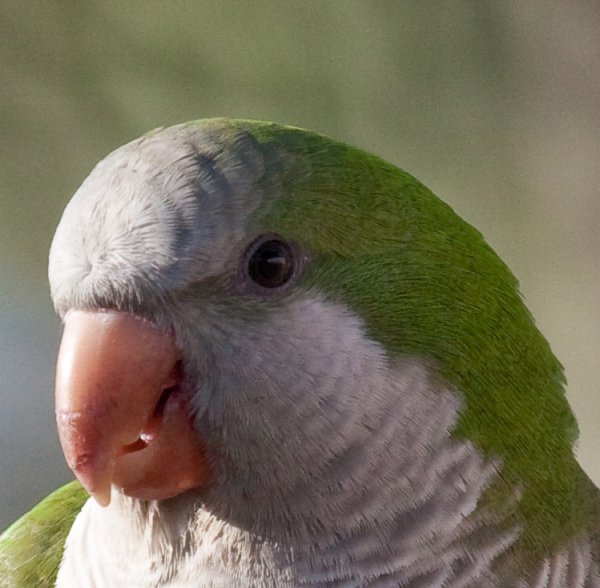 Kopia av IMG_1133.jpg