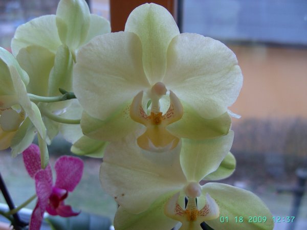 orchide 001.JPG