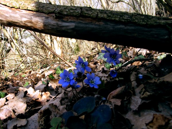 Bild 010.jpg Bild 010.jpg