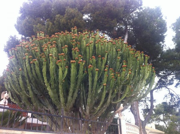 20150319 Kaktus.jpg