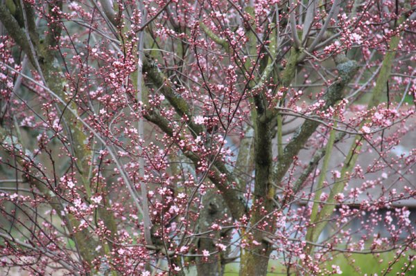 20150326 Blomning.jpg