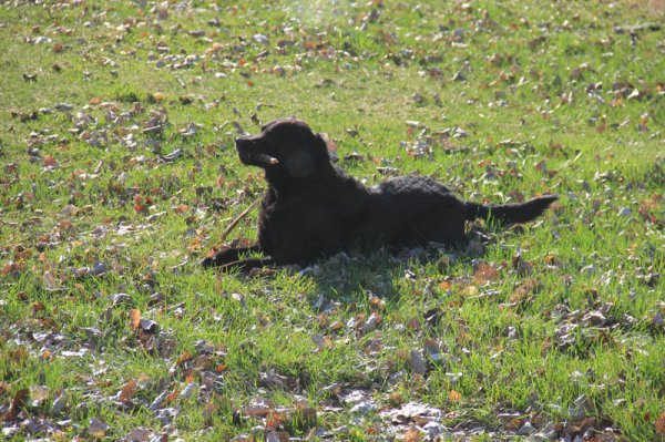 20150326 Ozzie njuter.jpg