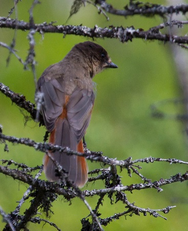 Lavskrika.jpg Lavskrika.jpg