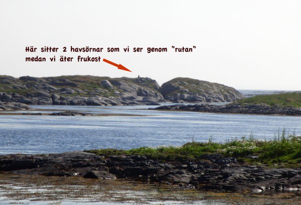 Smöla-havsörnar.jpg