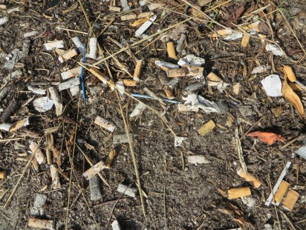 IMG_2244 (800x600).jpg IMG_2244 (800x600).jpg