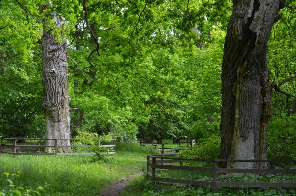 Sve9 Halltorps Hage Öland.JPG