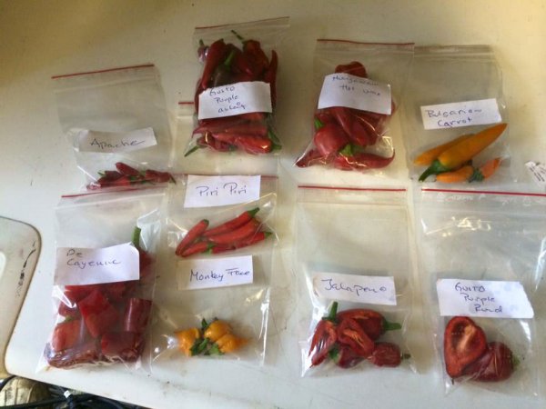chilli.jpg
