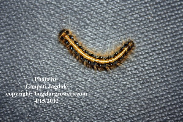 worm-caterpillar.jpg