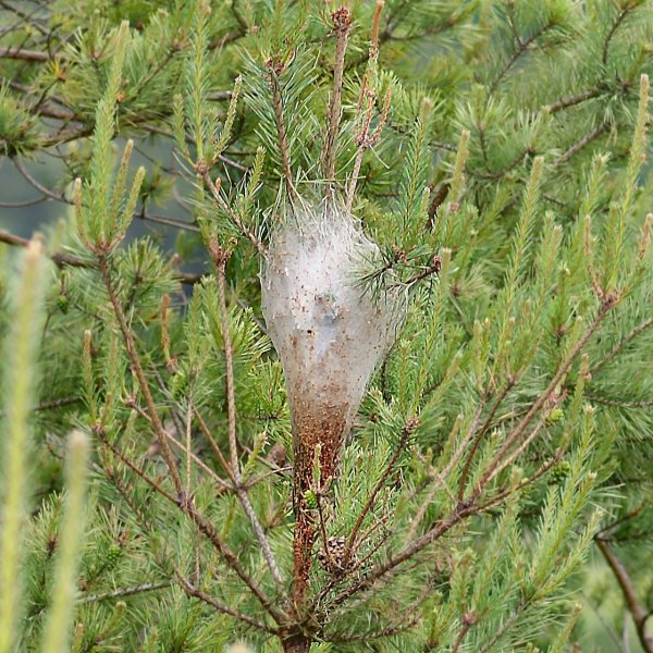 Nest_of_Pine_Processionary_Moth_caterpillars_(detail).JPG