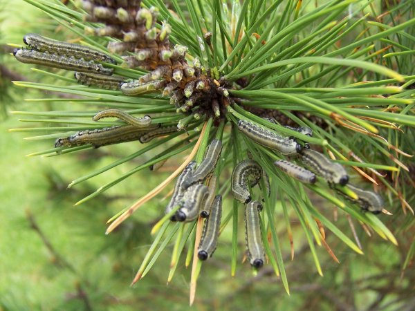 pinesawfly3.jpg