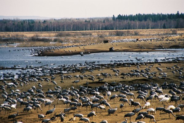 Hornborga + Arlanda april-05 053.jpg