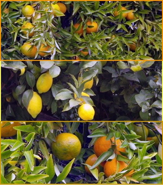 citrusfrukter-13-december.jpg citrusfrukter-13-december.jpg