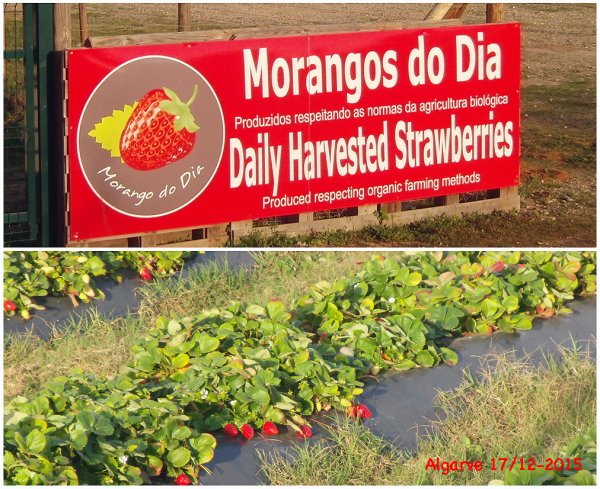 jordgubbar-mitt-i-december.jpg jordgubbar-mitt-i-december.jpg