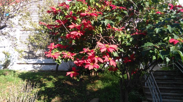 DSC_0593.JPG