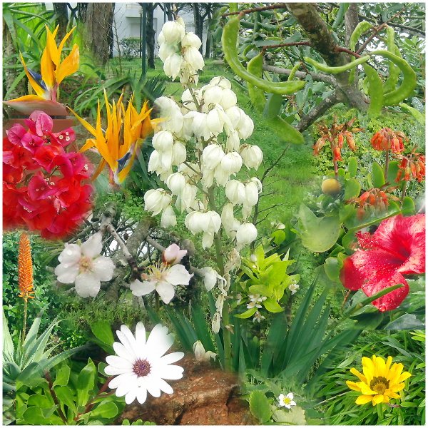 Alla-dessa-december-blommor.jpg Alla-dessa-december-blommor.jpg