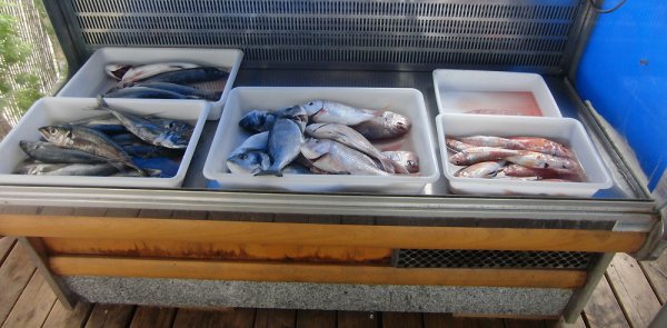 Dagsfärska-firrar.jpg Dagsfärska-firrar.jpg