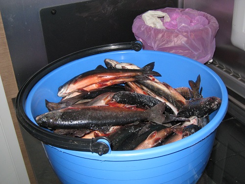 IMG_0168 - Kopia.JPG IMG_0168 - Kopia.JPG