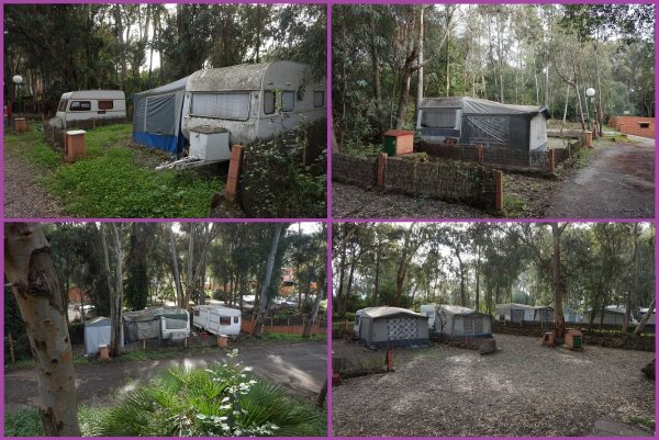 blåbär_55.jpg blåbär_55.jpg