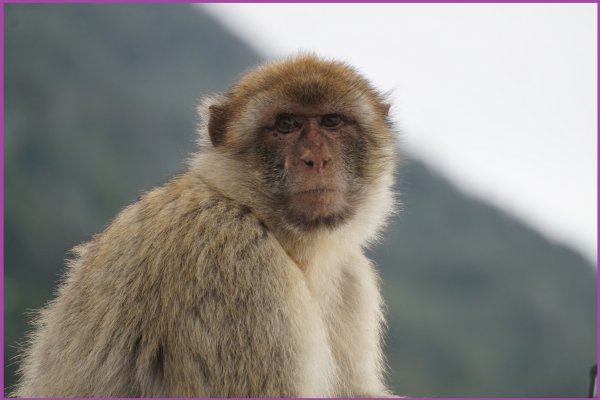 blåbär_63.jpg blåbär_63.jpg