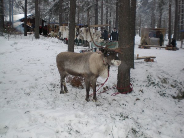 Jokkmokk feb 2009 020.JPG Jokkmokk feb 2009 020.JPG