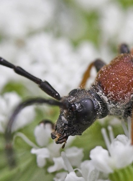 1039, för familj.jpg