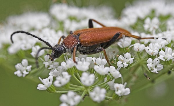 1039, för art och kön.jpg