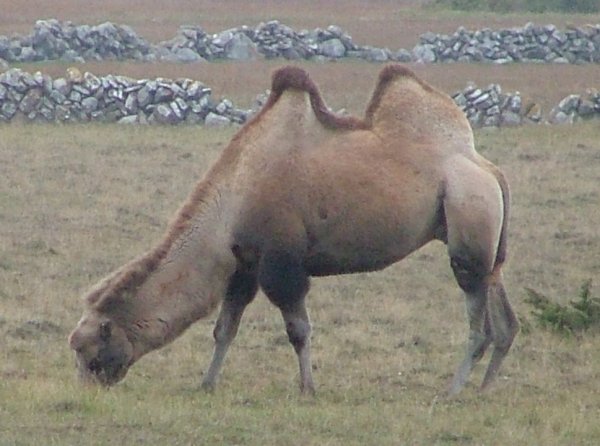 Kamel på Öland.jpg