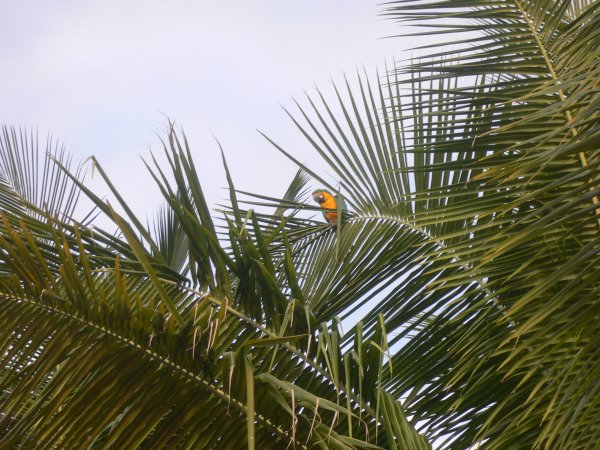 Semester Isla de Margarita  2009 032.jpg