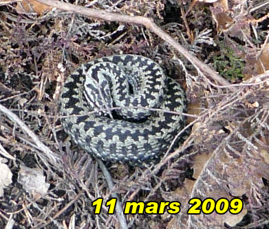 huggorm.jpg huggorm.jpg