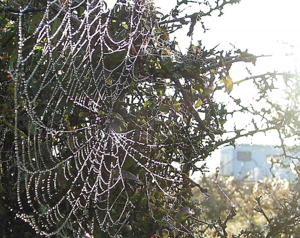 Fixad spind nät2.jpg