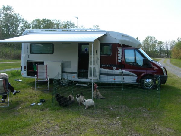 17 maj och valpar 009.jpg