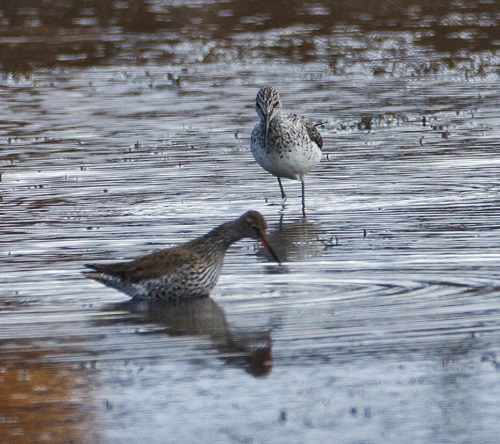 Gåta 1, art, 3 poäng.jpg