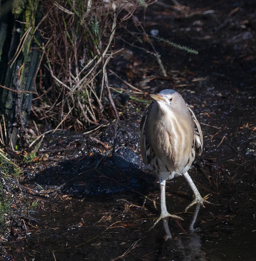 Gåta 2, art, 3 poäng.jpg