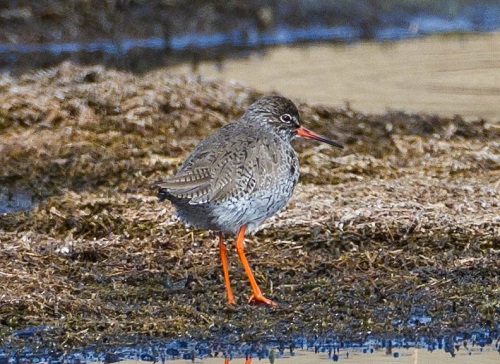 Gåta 1, art, 1 poäng.jpg