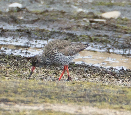 Gåta 1, extra (1).jpg