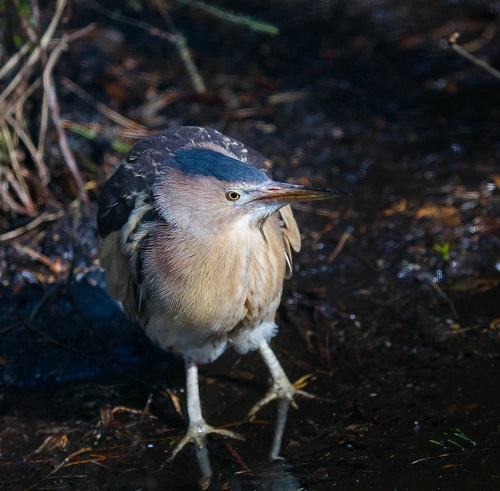 Gåta 2, art, 2 poäng.jpg