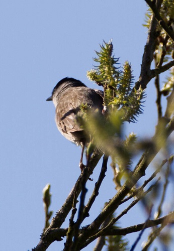 Gåta 3, art, 3 poäng.jpg